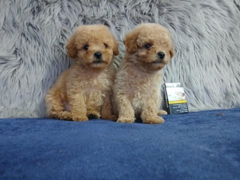 Yumoş poodle bebekler