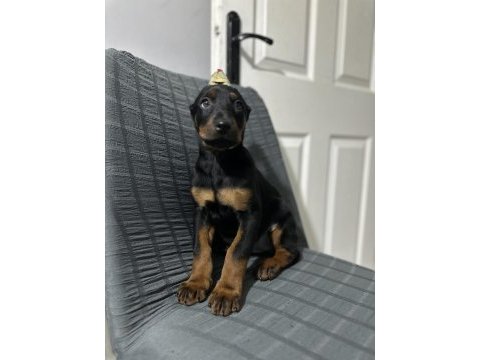 Aşılı veya aşısız estetikli doberman köpekler