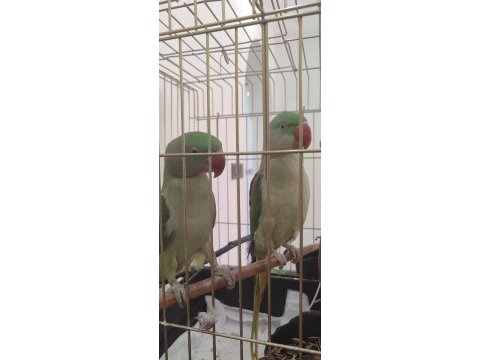 1 yaşlarında çift alexander papağanı