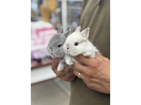 Bebek cüce tavşanlar hazır