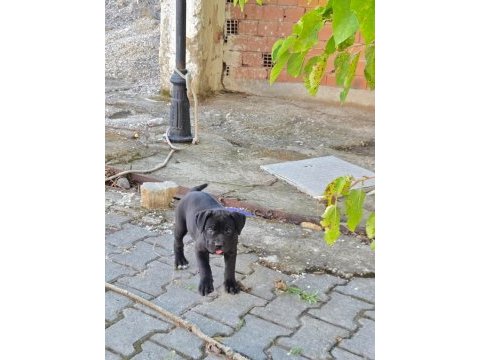 Cane corso köpeği