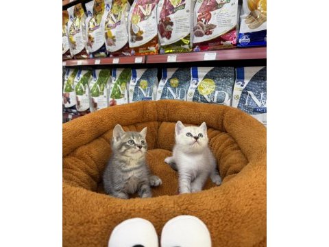 British shorthair yavrularımız