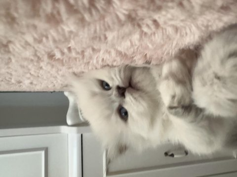 Pamuk scottish fold kızım