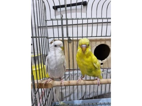 Muhabbet kuşu 1,5 yaş civarı