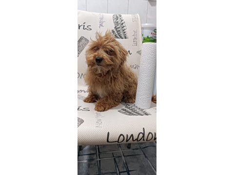Yavru maltipoo yavrumuz