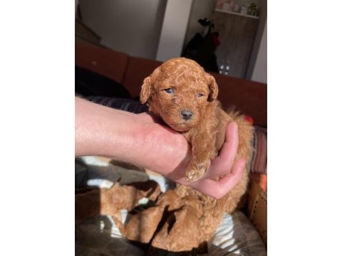 Aşılı red brown toy poodle