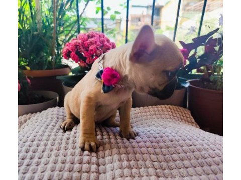 French bulldog fawn rengi diși
