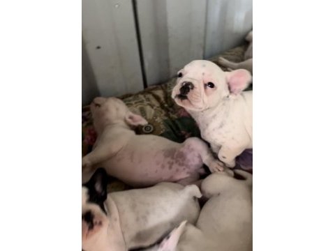 2 aylık aşılı french bulldog yavrular