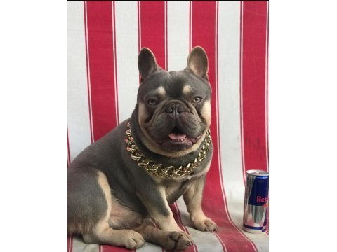 Mükemmel anatomi blue fransız bulldog bebekler