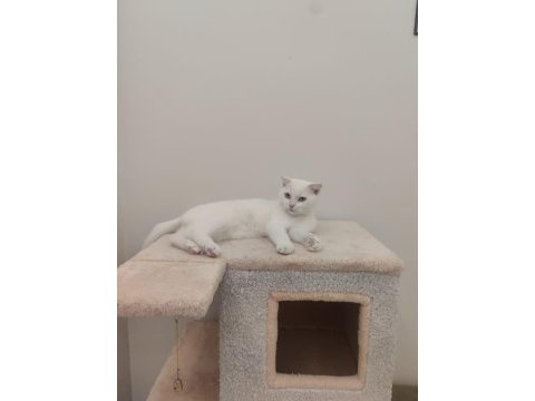 4 aylık beyaz tüy mavi gözlü scottish fold