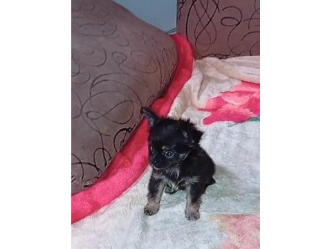 Bir kızımız ve bir oğlumuz var 50 günlük köpekler