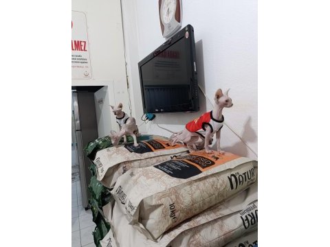 Teslime hazır dişi ve erkek sfenks bebeklerimiz