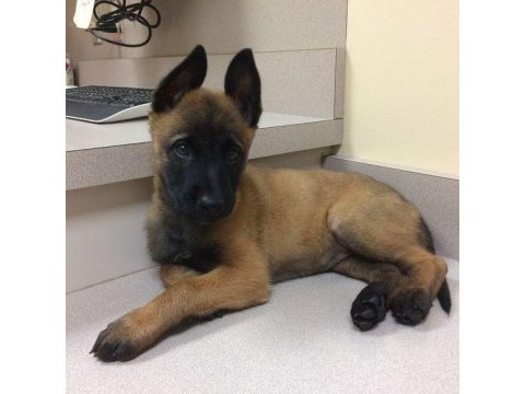 En kaliteli belçika malinois yavrularımız