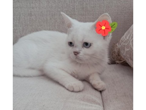 Pamuk british shorthair