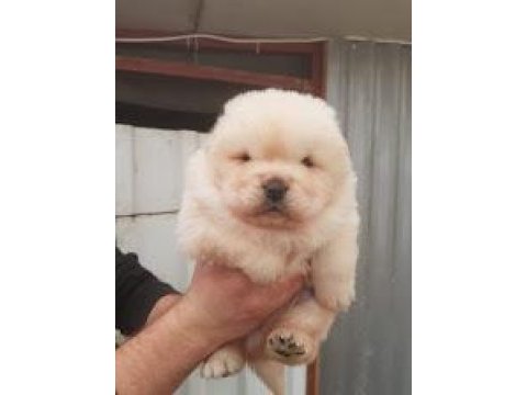 Chow chow dünyasından ırk garantili yavrularımız