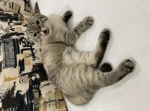 Scottish fold kedimize güzel bir yuva arıyoruz