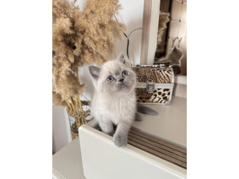 Safkan british blue point