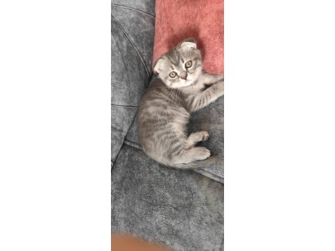 Sevecen scottish fold oğlumuza yuva arıyoruz