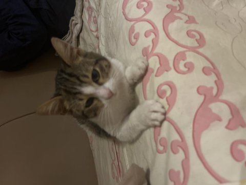 Oyuncu tekir kedisi