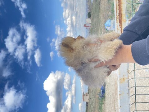 Pomeranian boo yavrularımız