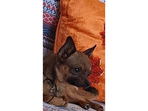 Chihuahua köpeğimiz dobby için yuva arıyoruz