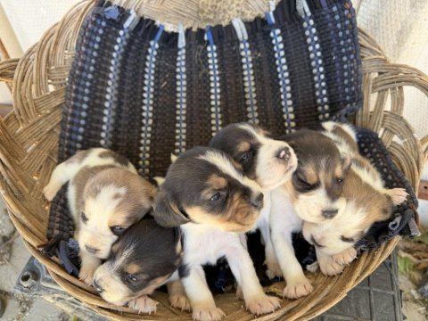 Irk ve sağlık garantili beagle yavrular