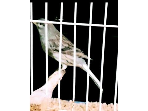 Kanarya larim açıklamaları okuyalım
