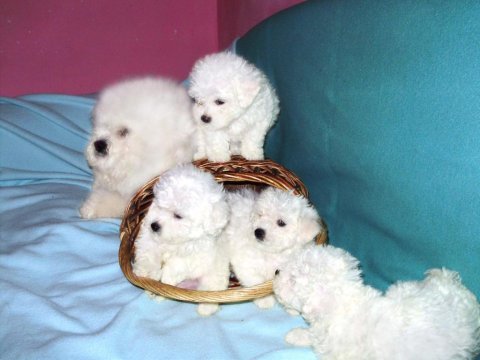 Orjinal bichon frise yavrularımız