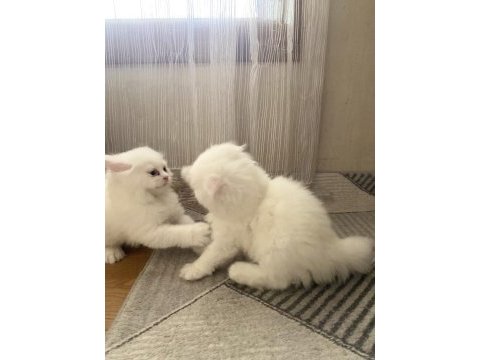 Şaka gibi ama gerçek british longhair tatlişler