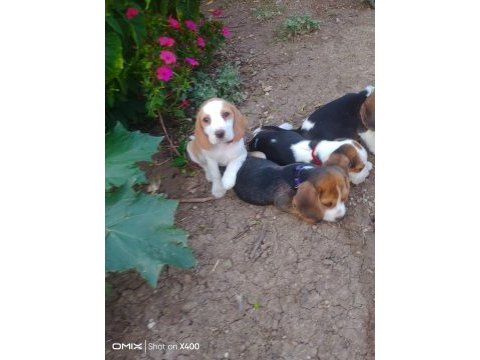 Safkan beagle bebekler