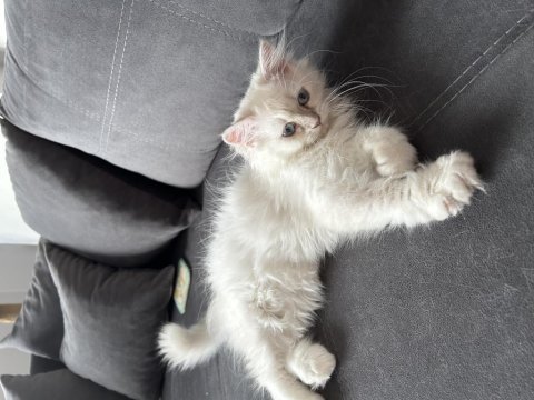 3 aylık dişi british longhair yavrumuza yuva arıyoruz