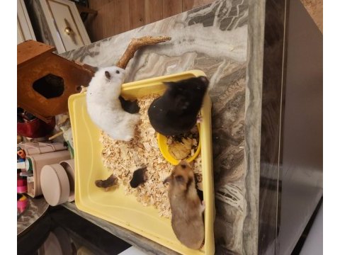 Sahibinden suriye hamster orjinal ele alışkındır