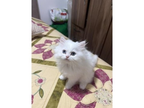 British longhair 2 aylık