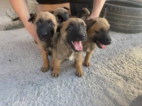 İzin belgeli üretim çiftliğinden malinois kapıda öde