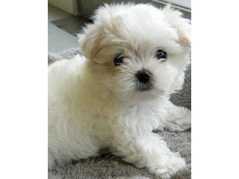 Maltese terrier yavrularımız aynı gün teslimat