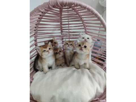Şecereli anne ve babadan british shorthair yavrular