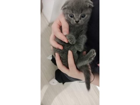 Scottish fold yavru kedimiz