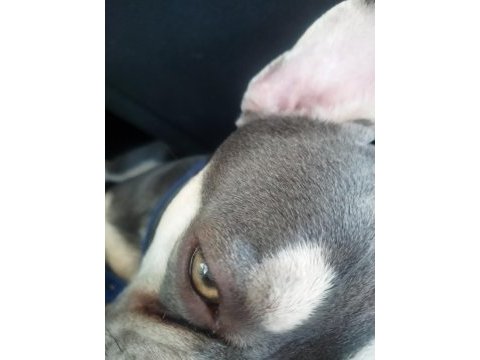 Yer sıkıntısından egzotik french bulldog