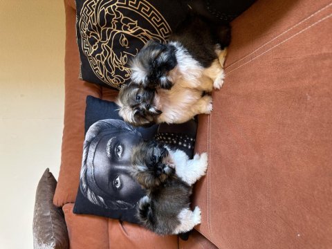 Shih tzu safkan yavrular