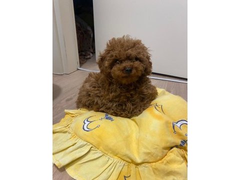 Toy poodle