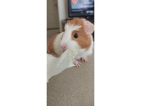 Ücretsiz sahiplendirme 3 aylık guinea pig