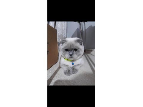 British shorthair tatlı kedimiz