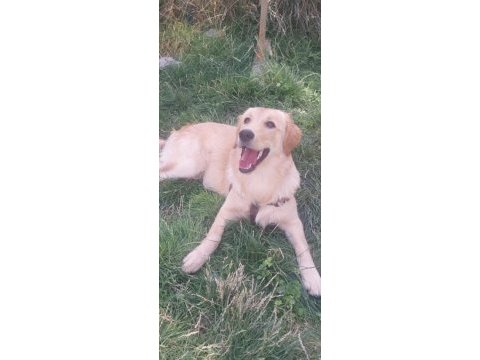 Golden retriever 5 aylık dişi erkek ikisi bir verilecek
