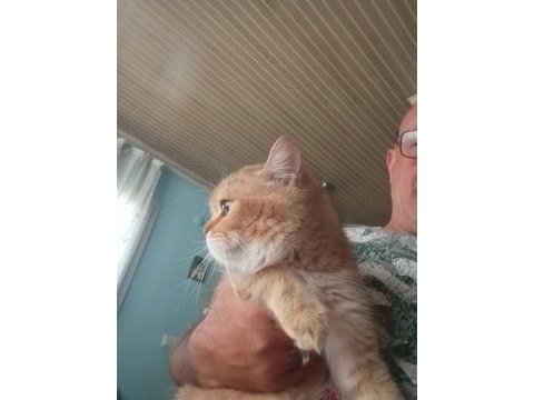 Golden british shorthair dişi