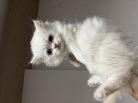 British longhair kedimiz