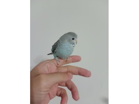 Yeme düşmüş yavru muhabbet kuşlar