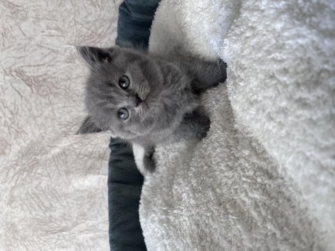 British shorthair yavrular