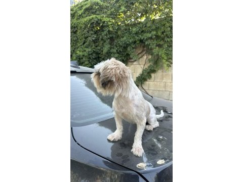 Safkan dişi shih tzu