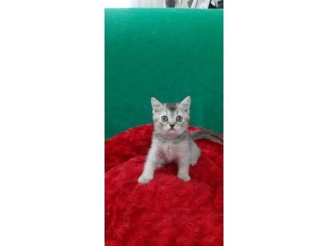 Golden british shorthair
