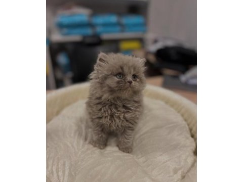Safkan british longhair ve shorthair yavrular